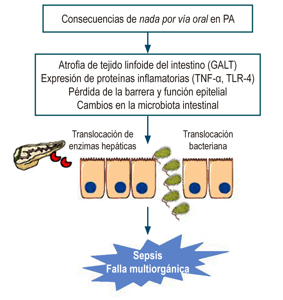 Figura 1. Consecuencias de la suspensión de la vía oral. GALT: tejido linfoide asociado con el intestino; TLR-4: receptor tipo toll-4; TNF-α: factor de necrosis tumoral alfa. Figura realizada por los autores.