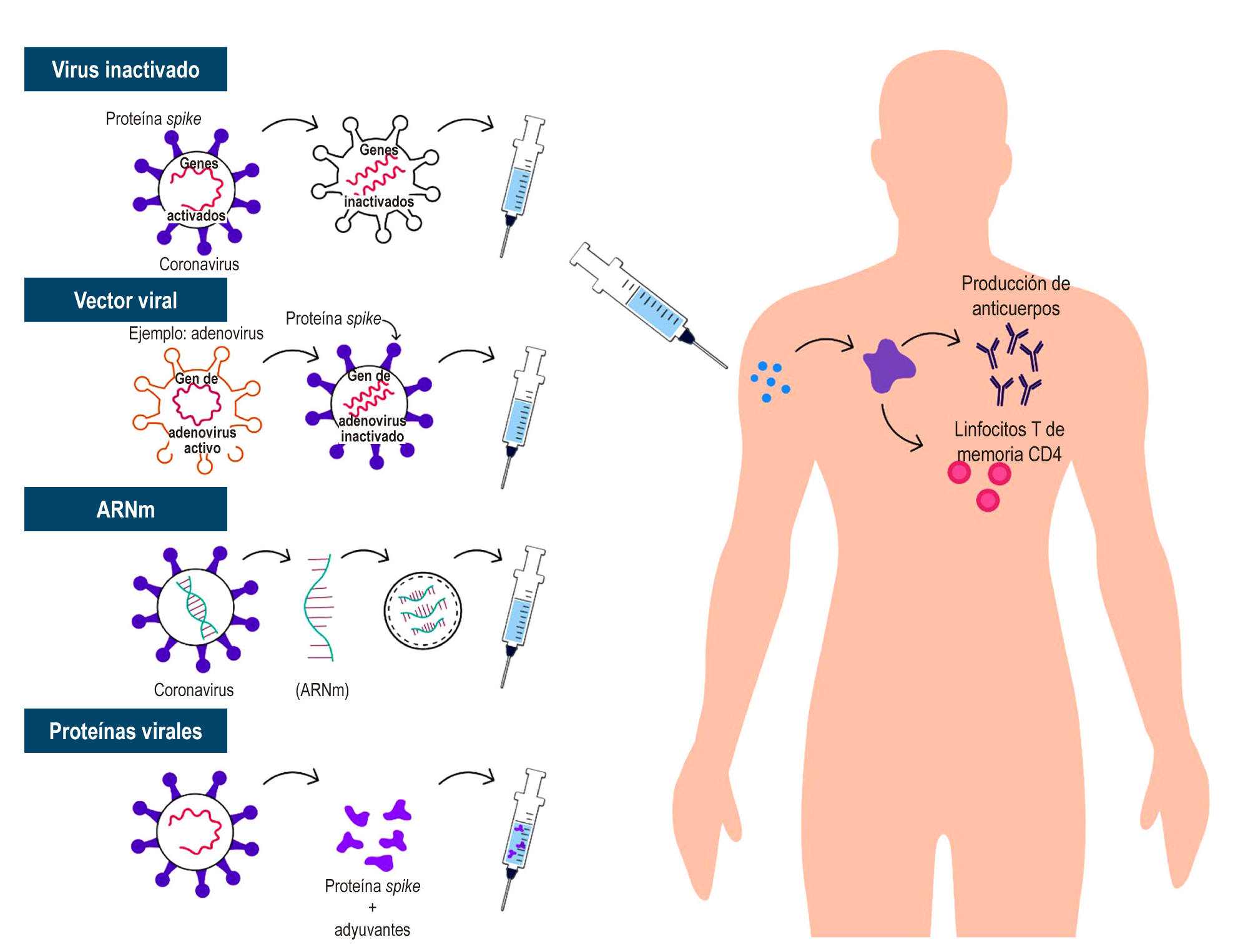 Figura 1. Mecanismos de acción de las vacunas contra SARS-CoV-2. Imagen de la Dra. Viviana Parra