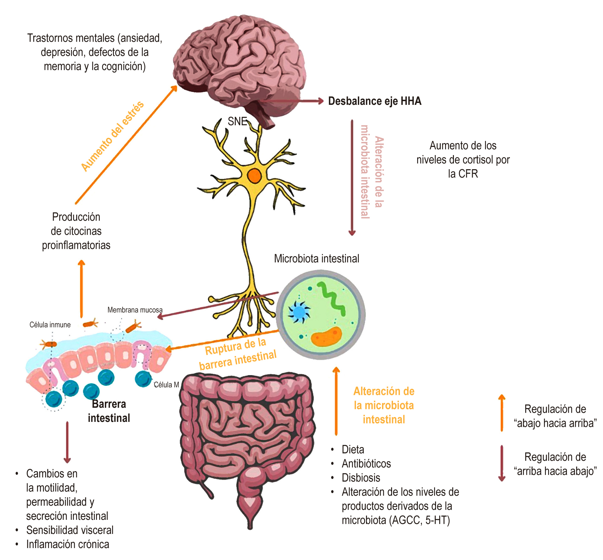 Figura 2. Alteración del eje cerebro-intestino-microbiota en el SII.